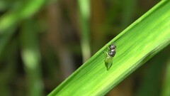 Oplodontha rubrithorax