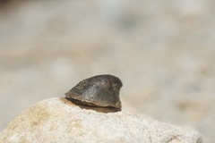 Ancylus fluviatilis