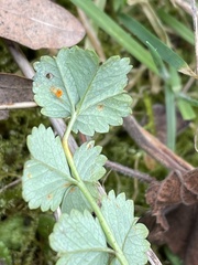 Phragmidium sanguisorbae