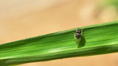 Oplodontha rubrithorax