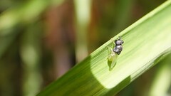 Oplodontha rubrithorax
