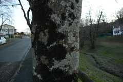 Frullania