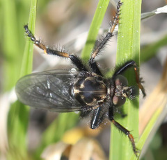 Cyrtopogon
