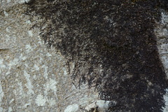 Frullania