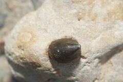Ancylus fluviatilis