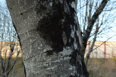 Frullania