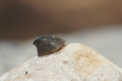 Ancylus fluviatilis