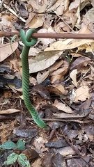Erythrolamprus typhlus