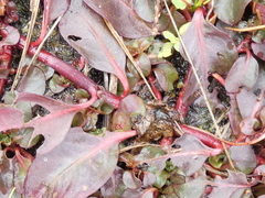 Ludwigia repens