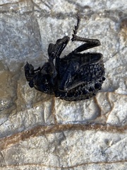 Brachycerus balearicus