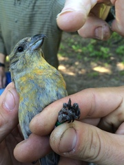 Loxia sinesciuris