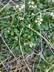 Draba praecox