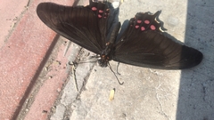 Heraclides rogeri pharnaces