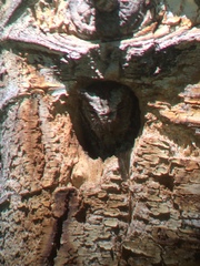 Psiloscops flammeolus