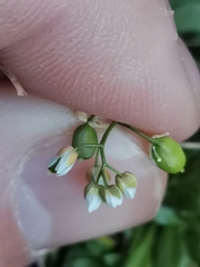 Draba praecox