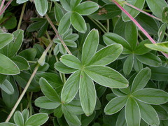 Potentilla alchimilloides