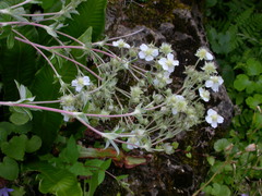 Potentilla alchimilloides