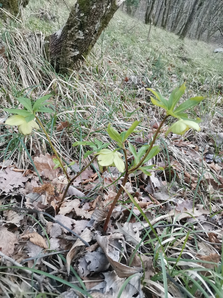 Helleborus multifidus (Helleborus multifidus)