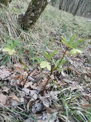 Helleborus multifidus istriacus