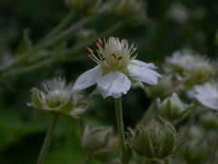 Potentilla alchimilloides