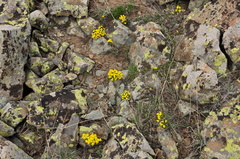 Draba bruniifolia