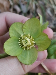 Helleborus multifidus istriacus