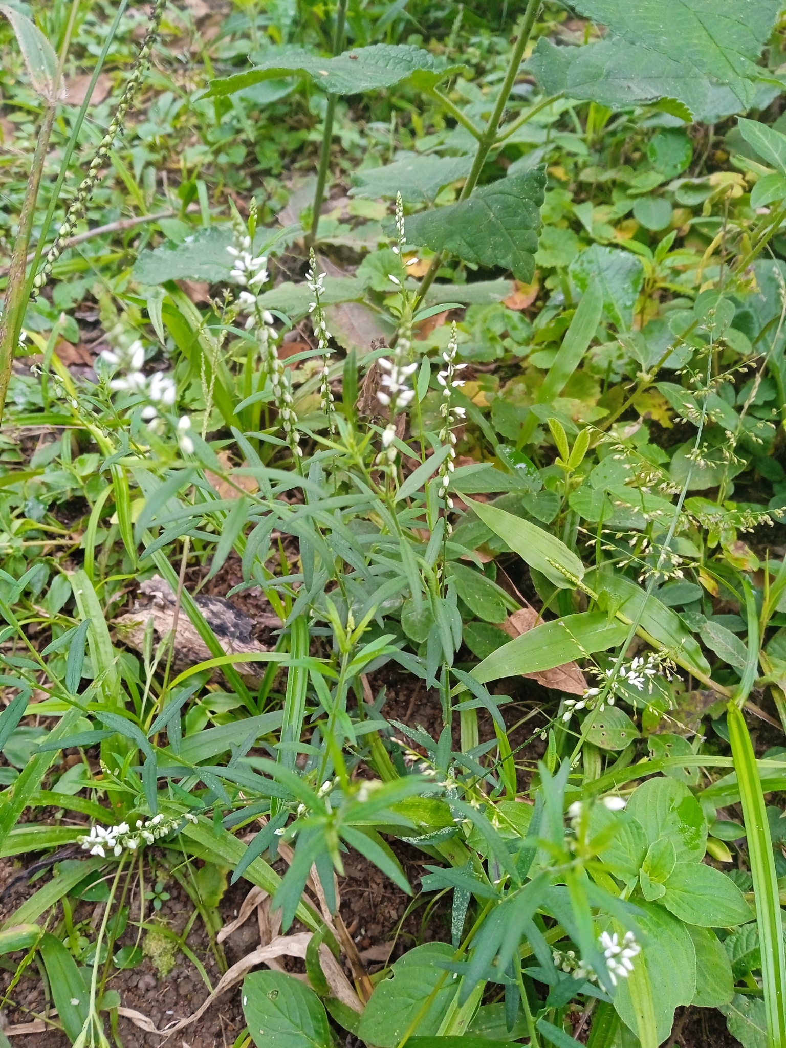 Senega paniculata