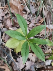 Helleborus multifidus istriacus