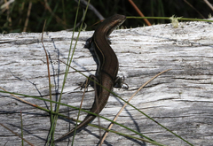 Pseudemoia cryodroma