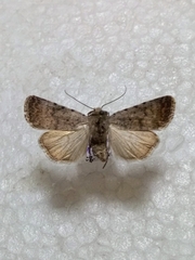 Caradrina selini