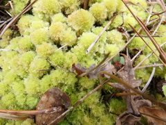 Sphagnum strictum