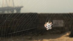 Thelacantha brevispina