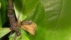 Culladia hastiferalis