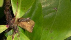 Culladia hastiferalis