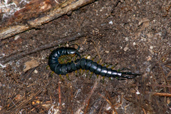 Scolopendra viridis