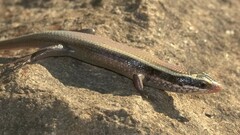 Eutropis carinata