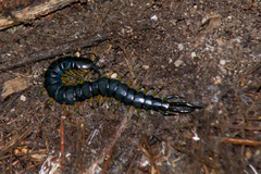 Scolopendra viridis