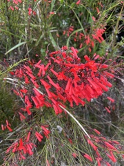 Russelia equisetiformis