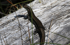 Pseudemoia cryodroma