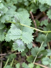 Podosphaera ferruginea