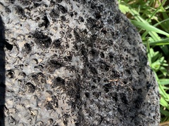 Monomorium ergatogyna