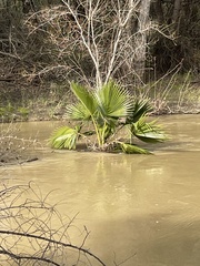 Trachycarpus fortunei