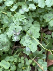 Podosphaera ferruginea