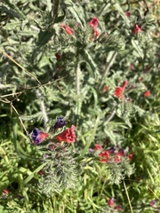Echium angustifolium