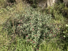 Echium angustifolium