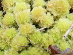 Sphagnum strictum