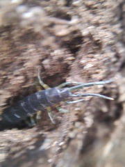 Scolopendra viridis