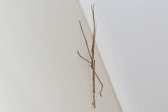 Acrophylla wuelfingi