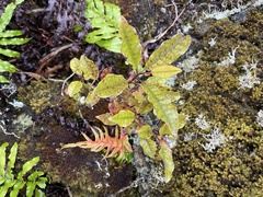 Quintinia serrata