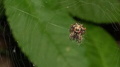 Thelacantha brevispina